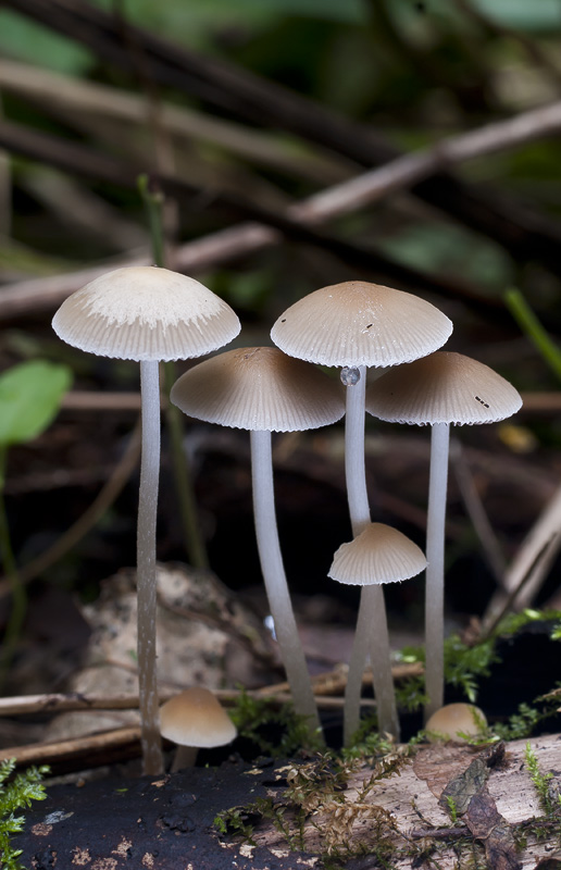 Psathyrella supernula